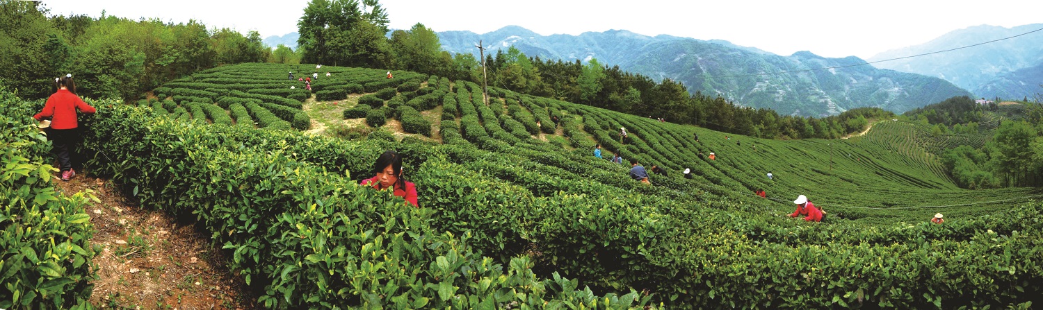 鎮(zhèn)巴-茶園